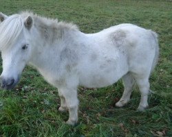 dressage horse Strolch (Shetland Pony, 1994, from Sunday)