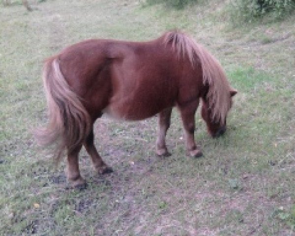 horse Willy (Shetland Pony, 1991, from Wildfang A 282)