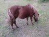 horse Willy (Shetland Pony, 1991, from Wildfang A 282)