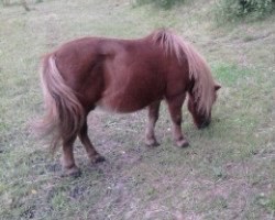 Pferd Willy (Shetland Pony, 1991, von Wildfang A 282)