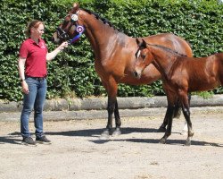 horse Papaya Lw (Holsteiner, 2022, from Keaton HV)