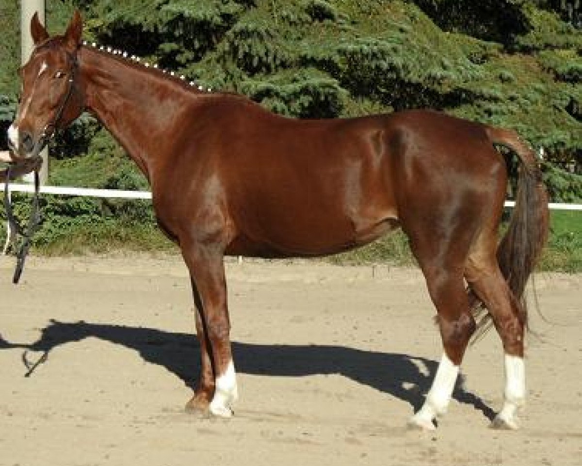horse Normandie (German Warmblood, 1994, from Pittsburg)