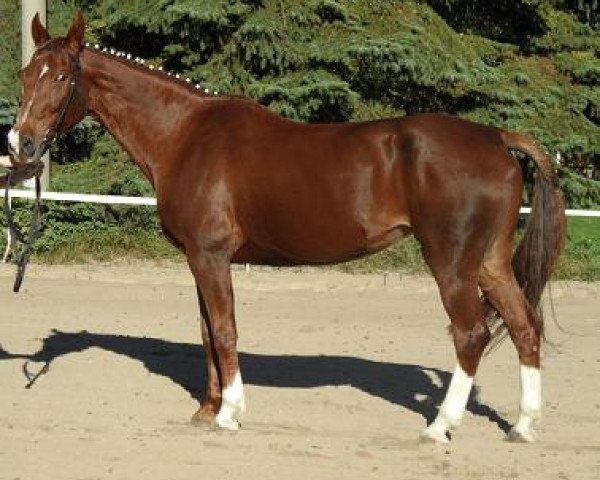 horse Normandie (German Warmblood, 1994, from Pittsburg)