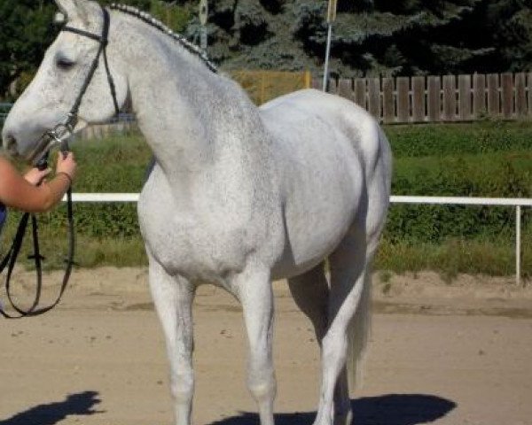 horse Ravel (German Warmblood, 1996, from Renard)