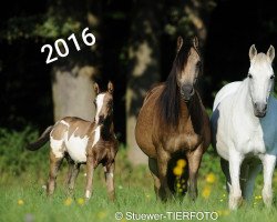 broodmare Belusha (Arabian, 1998, from Tonka)