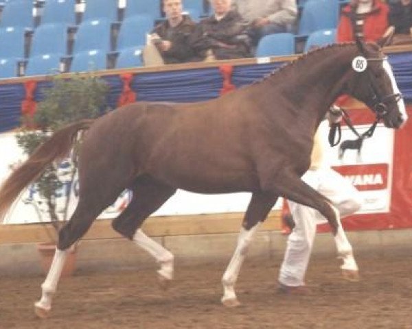 stallion Donee (Oldenburg, 2001, from Donnerhall)