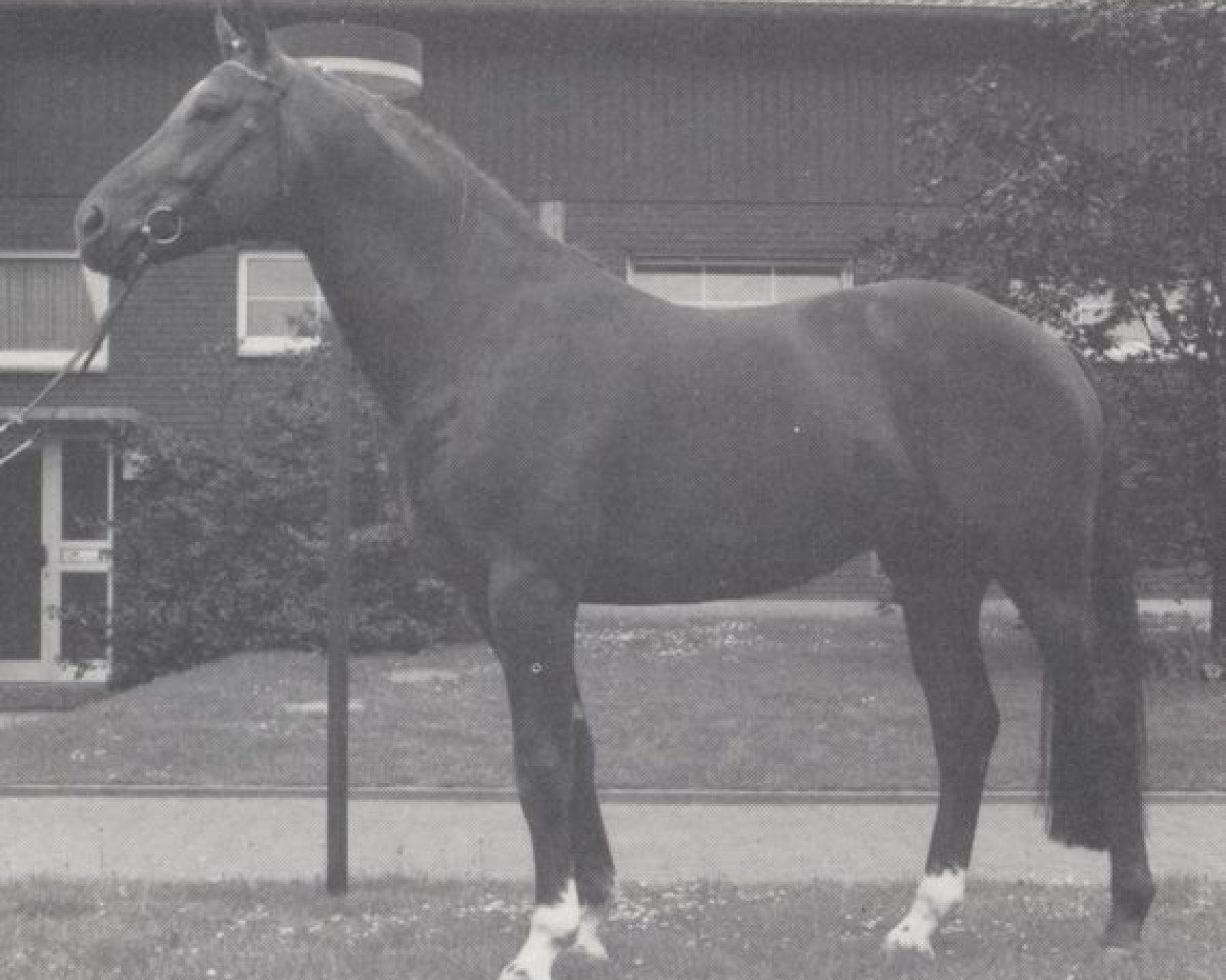 stallion Diamond Boy (Hanoverian, 1986, from Delano)