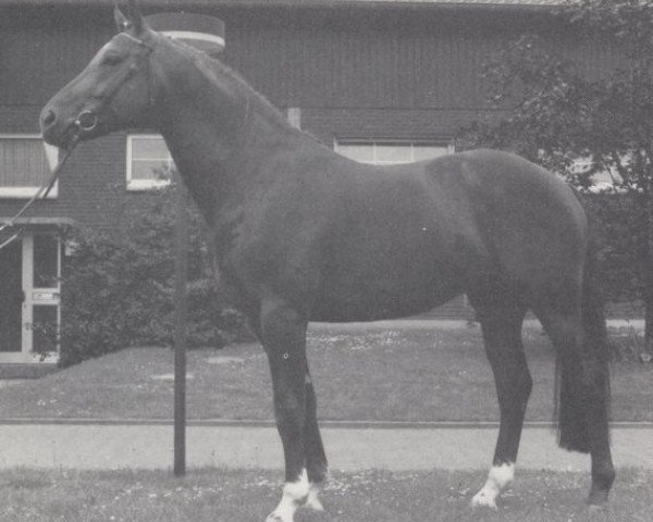 stallion Diamond Boy (Hanoverian, 1986, from Delano)