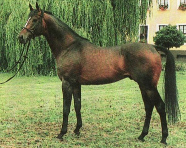 stallion Domenico xx (Thoroughbred, 1982, from Santamoss xx)