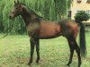 stallion Domenico xx (Thoroughbred, 1982, from Santamoss xx)