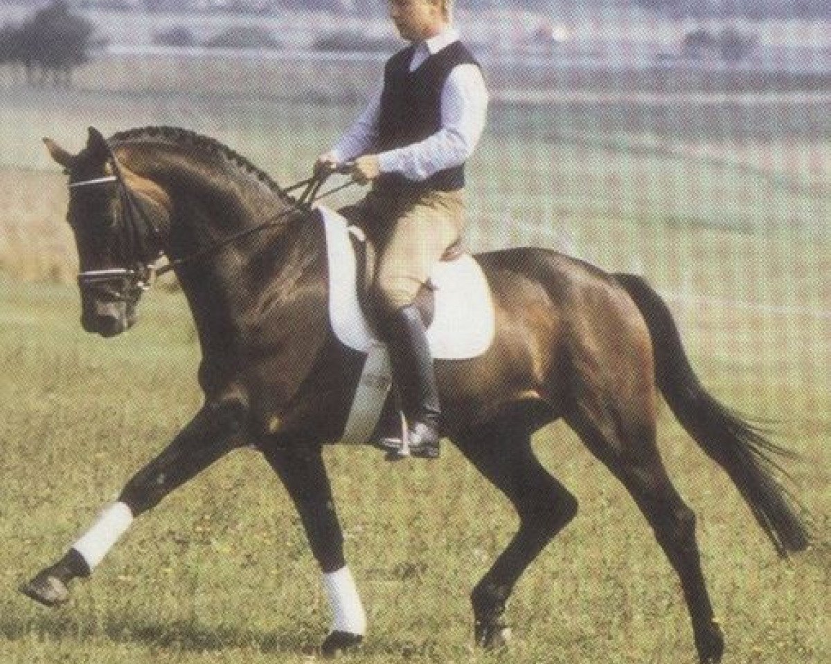 Deckhengst Ländler (Hessisches Warmblut, 1985, von Leander's Boy)