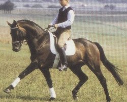 stallion Ländler (Hessian Warmblood, 1985, from Leander's Boy)