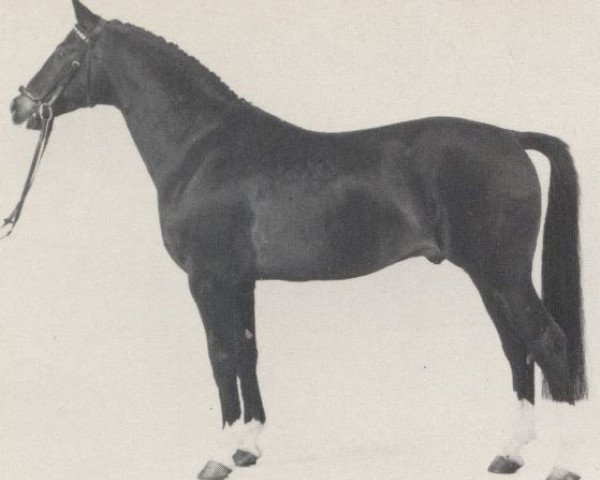 stallion Plutos (Westphalian, 1966, from Pluchino xx)