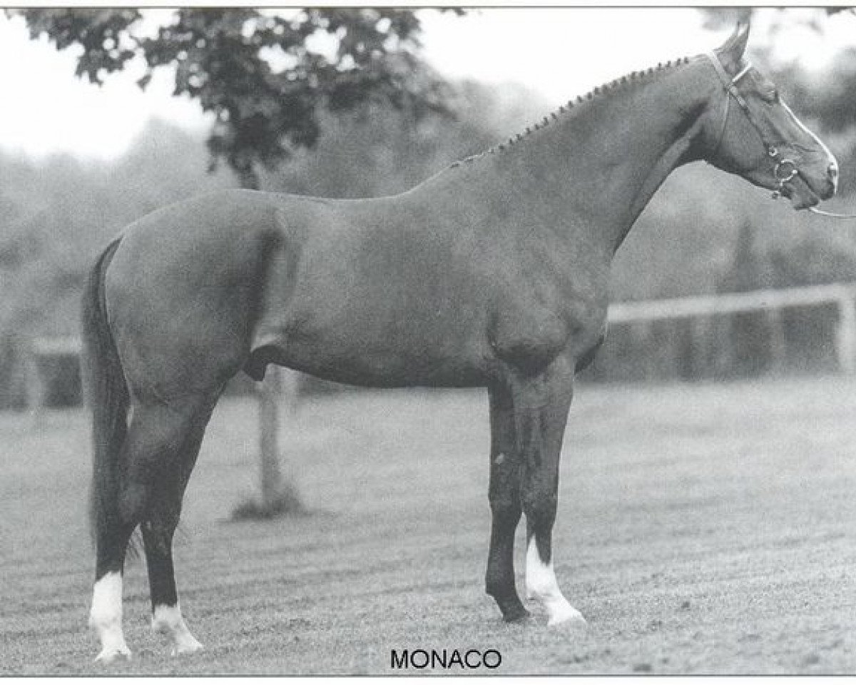 Deckhengst Monaco (KWPN (Niederländisches Warmblut), 1994, von Animo)