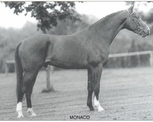 Deckhengst Monaco (Koninklijk Warmbloed Paardenstamboek Nederland (KWPN), 1994, von Animo)