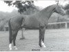 stallion Monaco (Royal Warmblood Studbook of the Netherlands (KWPN), 1994, from Animo)