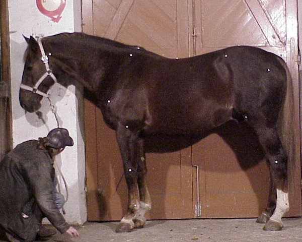 stallion El Paso Platiere (Selle Français, 1992, from Rosire)