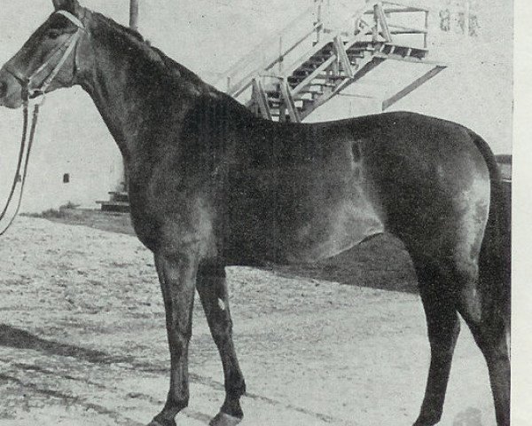 broodmare Fugosa (German Riding Pony, 1974, from Acapulco Fanal)