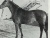 broodmare Fugosa (German Riding Pony, 1974, from Acapulco Fanal)