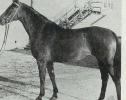 Zuchtstute Fugosa (Deutsches Reitpony, 1974, von Acapulco Fanal)