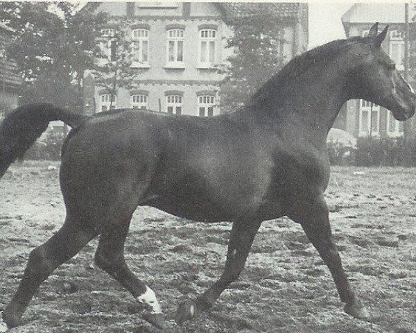 stallion Ernö (Hanoverian, 1954, from Astflug 3564)
