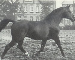 Deckhengst Ernö (Hannoveraner, 1954, von Astflug 3564)