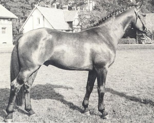 stallion Emir (Hanoverian, 1964, from Ernö)