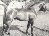Pferd Emir (Hannoveraner, 1964, von Ernö)