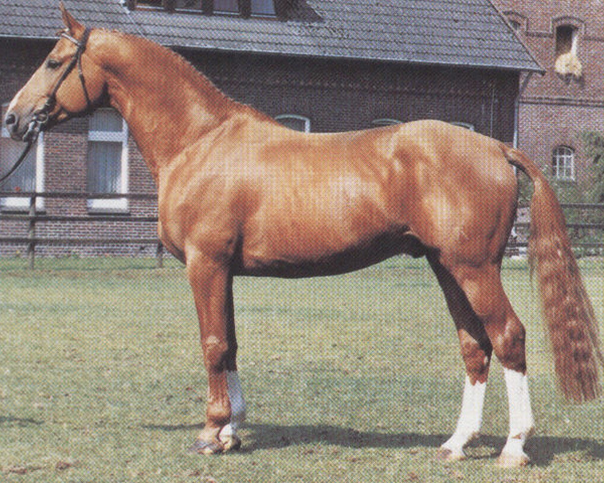 stallion Akzentus (Hanoverian, 1978, from Akzent I)