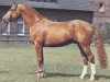 stallion Akzentus (Hanoverian, 1978, from Akzent I)