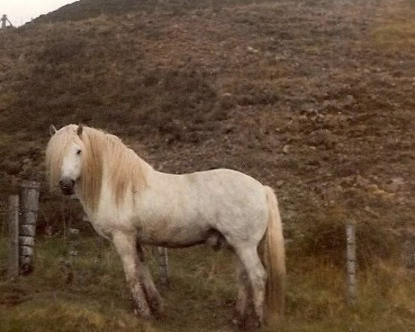 stallion Sir Colin CR (Highland Pony, 1968, from Glenfeshie)