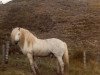 Deckhengst Sir Colin CR (Highland-Pony, 1968, von Glenfeshie)