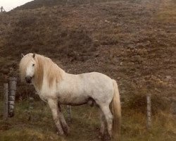 Deckhengst Sir Colin CR (Highland-Pony, 1968, von Glenfeshie)