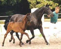 broodmare Goldi (Zweibrücken, 1984, from Goldstern)