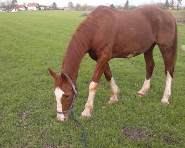 horse Favoriet (KWPN (Royal Dutch Sporthorse), 1987, from Ulft)