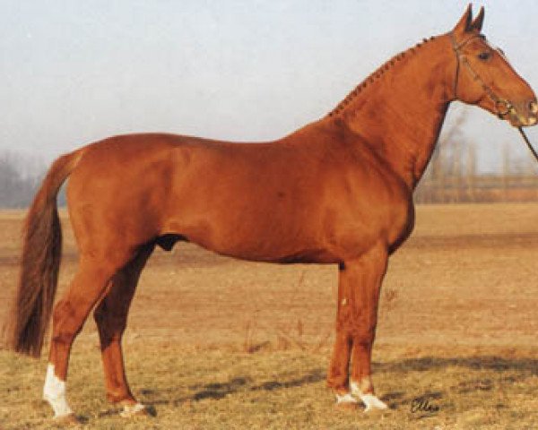 stallion Le Mexico (Selle Français, 1970, from Mexico)