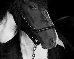 jumper Naidoo (German Riding Pony, 2009, from Namao)