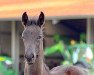 dressage horse Vitus (German Sport Horse, 2022, from Vivanero)