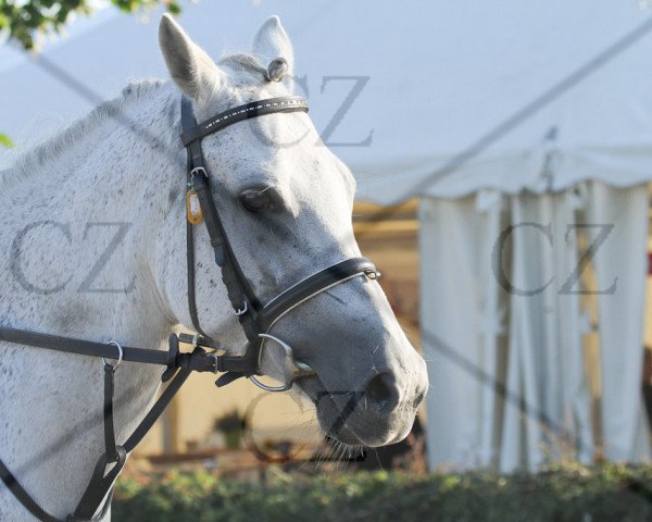 Zuchtstute Carolin SW (Deutsches Reitpony, 1998, von Croupier)