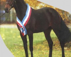 stallion Lusello (Holsteiner, 1997, from Lorentin I)