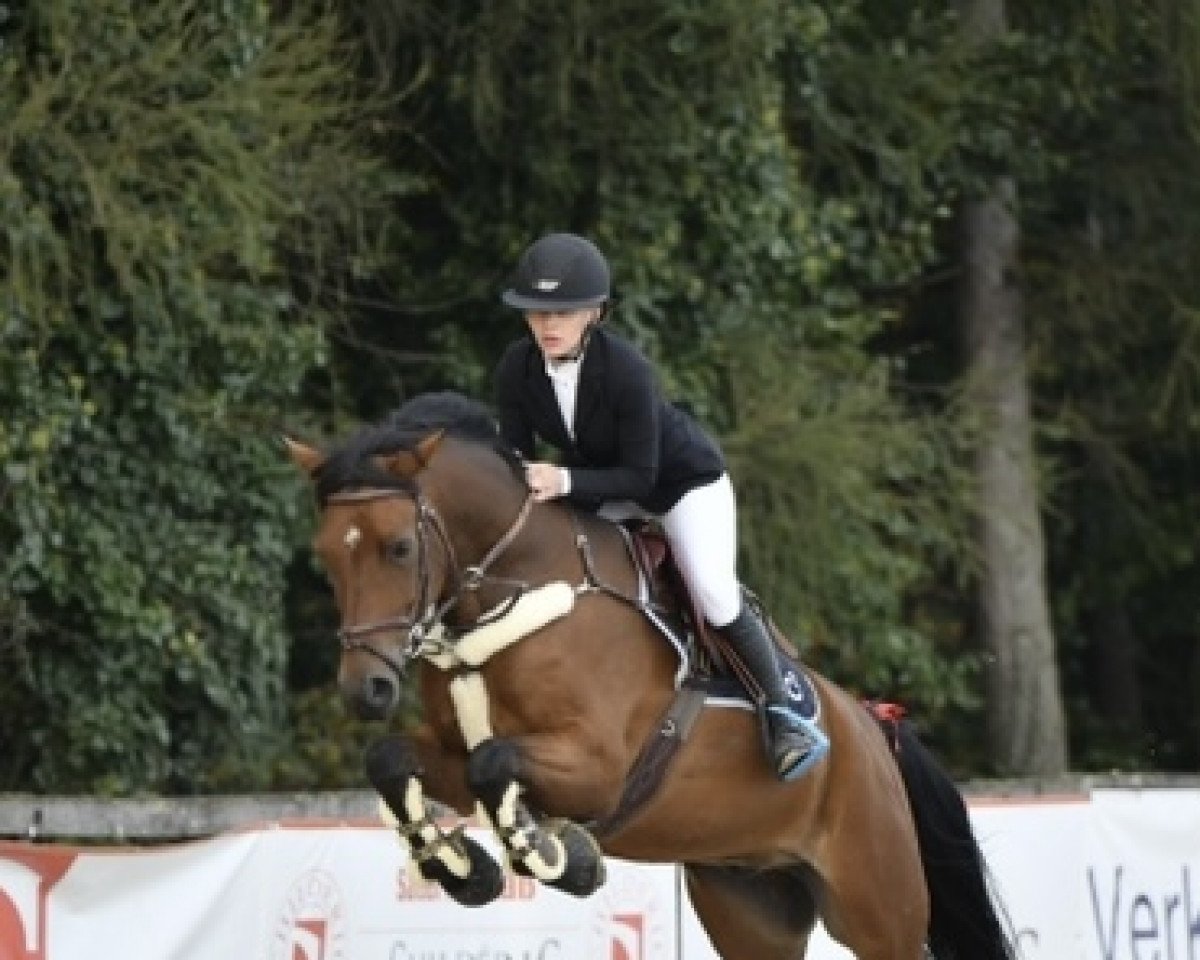 jumper Ramazotti 201 (Nederlands Rijpaarden en Pony, 2015, from Wielgerma's Nelson)