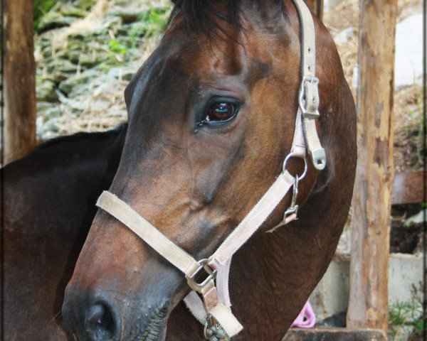 broodmare Leonie (Hessian Warmblood, 1994, from Lone Star)