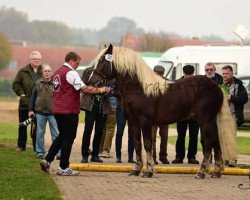 stallion Mentor (Black Forest Horse,  , from Moreno)