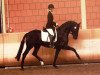 dressage horse Damon Rock (Westphalian, 2007, from Damon Hill)