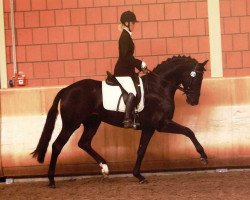 dressage horse Damon Rock (Westphalian, 2007, from Damon Hill)