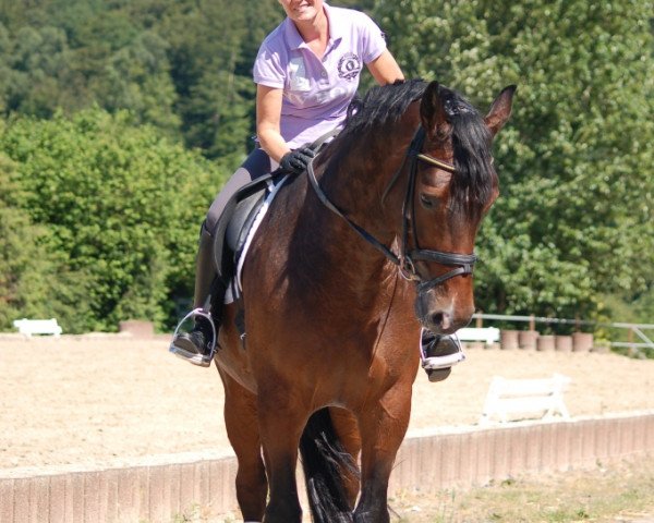 dressage horse Donnington Park (Rhinelander, 2004, from Damon Hill)