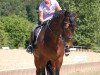 dressage horse Donnington Park (Rhinelander, 2004, from Damon Hill)