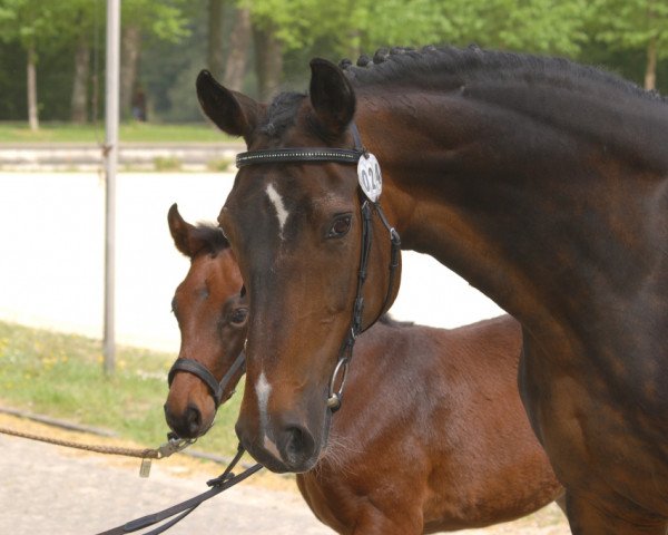 broodmare My Sweet Love (Hanoverian, 1989, from Mister A)