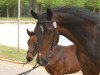 broodmare My Sweet Love (Hanoverian, 1989, from Mister A)