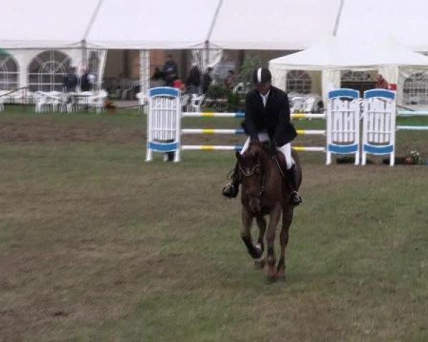jumper Lena (German Sport Horse, 2006, from Ludwig von Bayern 168 FIN)